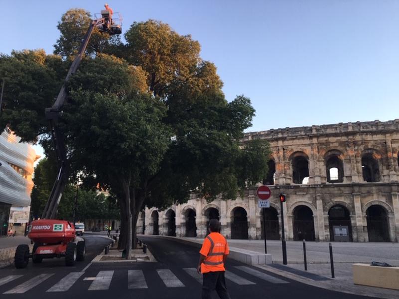 Abattage_manuel-1
