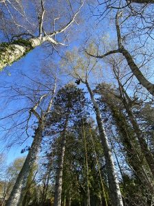 Abattage_manuel-3