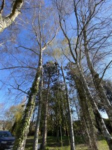 Abattage_manuel-4