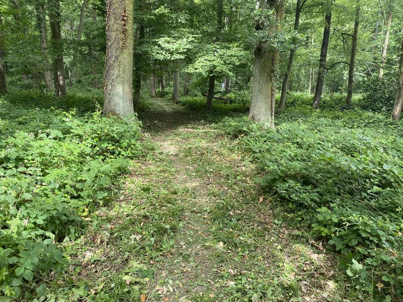 Fauchage-028